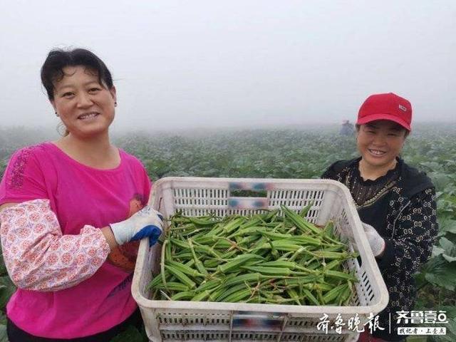 本地秋葵集中上市，为保鲜种植户凌晨戴头灯采收