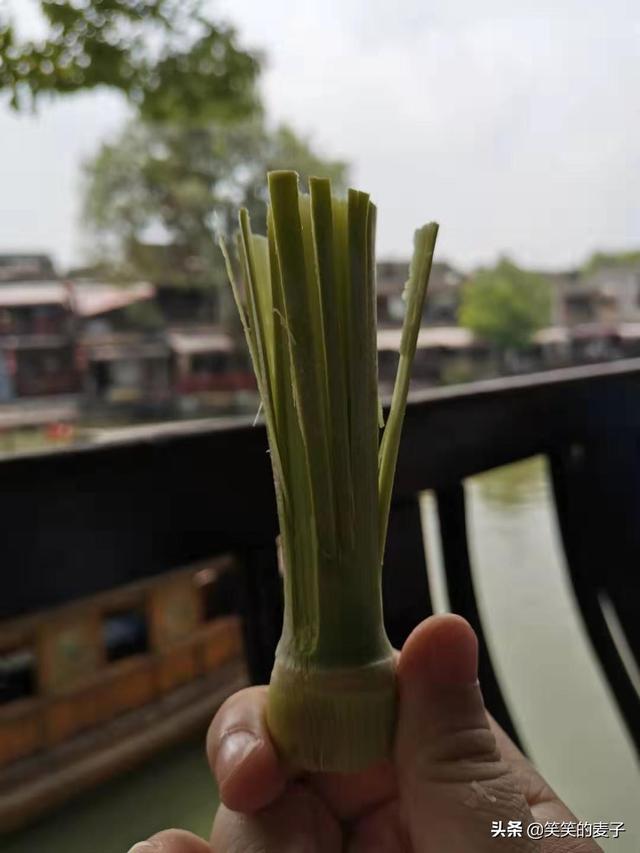 原来它是甜芦粟，甜如甘蔗，清热解毒，长见识了