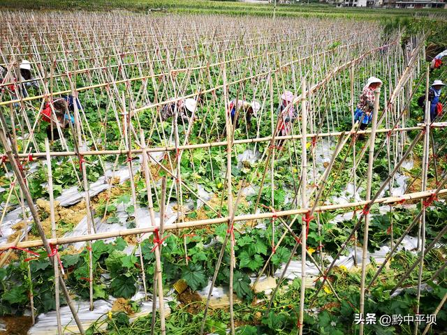 平坝区天龙镇：冬瓜基地整枝忙