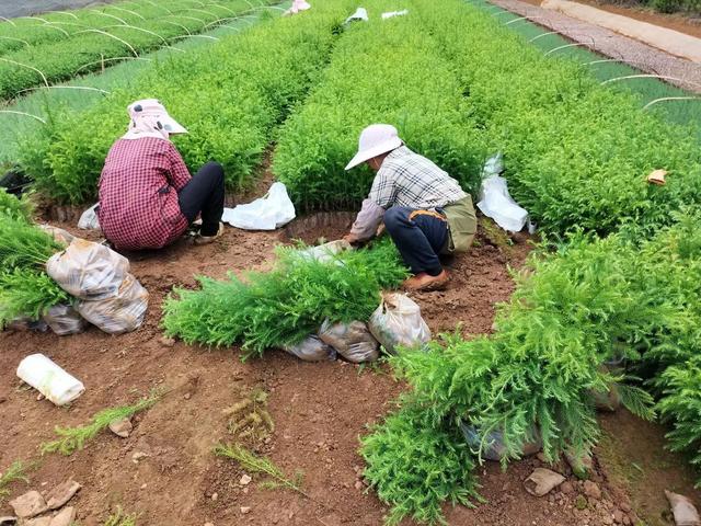 农村创业种植好项目 这些都很有发展前景