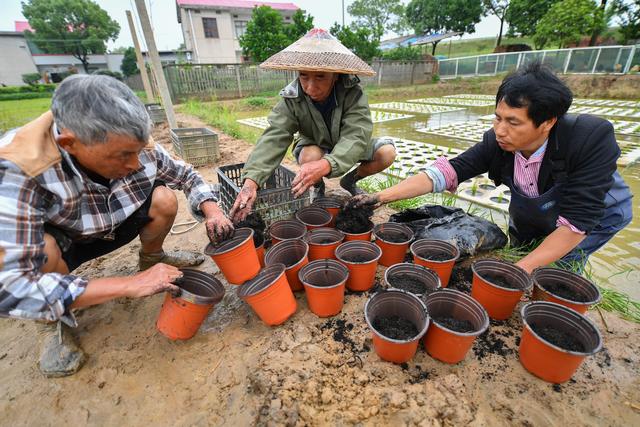 （经济）“水上种植”助农增产增收