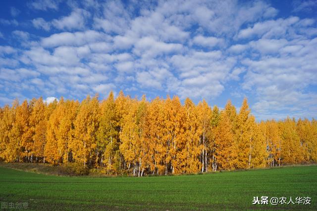 基本农田严禁种树，如果种了该如何处理？又该如何处罚？