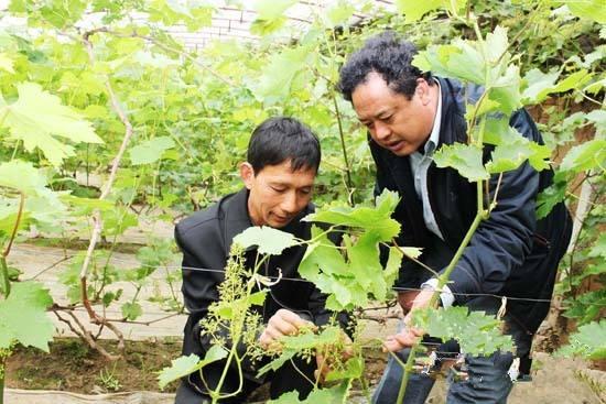 从两眼抓瞎到半个专家，农艺师教你给冷棚葡萄剪枝的三个窍门！