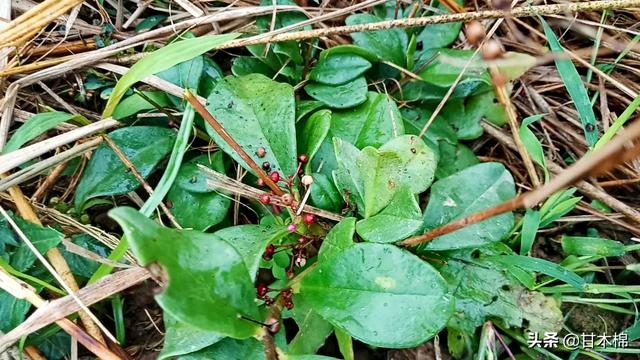 山野田间有1种植物，根似人参，可煲汤食用，嫩叶也可作野菜炒食