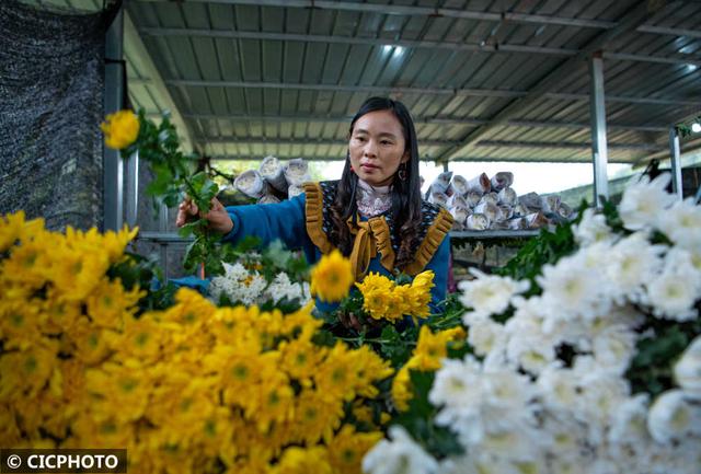 种植菊花 助农增收