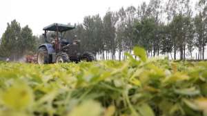 沙土地种植花生技术-视频丨沙地种出致富路 花生刨出万桶金