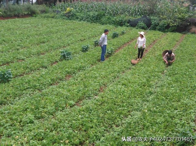 同事家里种五亩田的半夏，亏了五万多；为何明年还要种