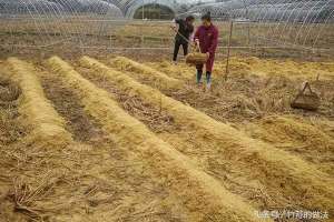 竹荪菌种植-种植竹荪需要哪些外界条件