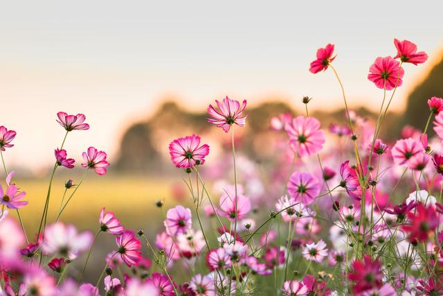 春天播种4种花，轻松种出一片彩色“花海”，别错过