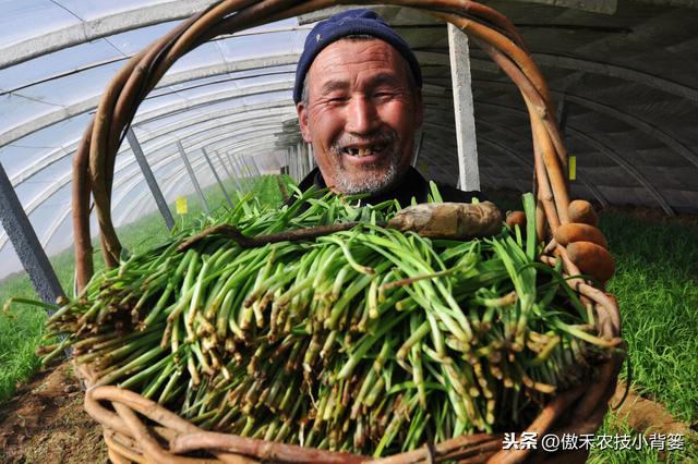 要想秋冬蔬菜长势旺、产量高、品质好，这7个管理技巧要用好