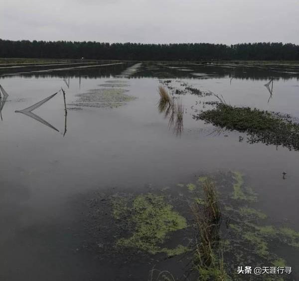 小龙虾养殖水草管理