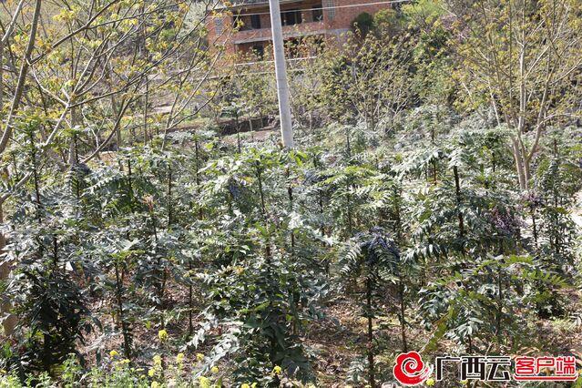 “十大功劳”建功！凤山首批6吨道地药材产品运往国际集散中心