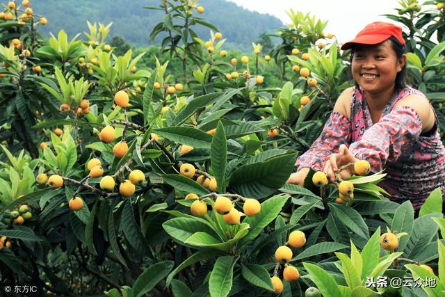 枇杷怎么种能高产？做好这些关键措施，科学管理！