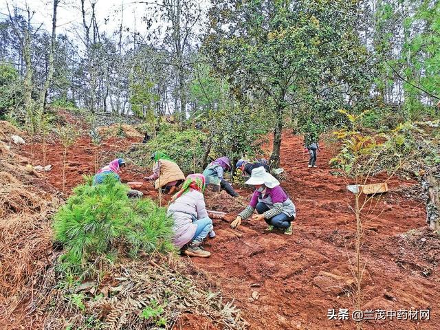 昆明市禄劝县中药材种植让林地“生金”