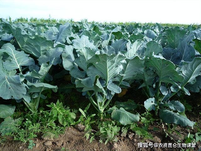 种好西兰花的7个关键点：时间，品种，施肥，浇水，实现高产