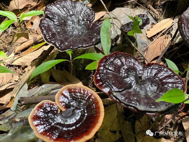 从化林下种植高山灵芝，撑起村民致富梦！