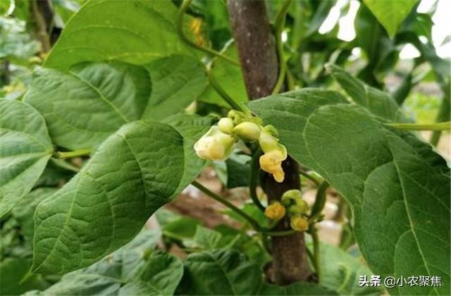 关于芸豆种植要点，技术流程，不妨一看