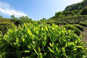 适合东北种植的风景树-种树种什么？这7种坚果类最推荐种植，利润大，以培育