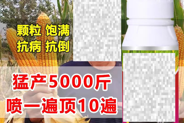 玉米喷施膨大剂，亩产能达5000斤？事实是真是假？别被“忽悠”了