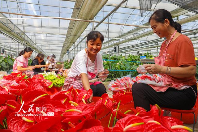 河南清丰：鲜切花远销一线城市