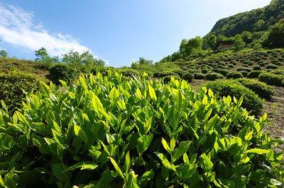 种树种什么？这7种坚果类最推荐种植，利润大，以培育