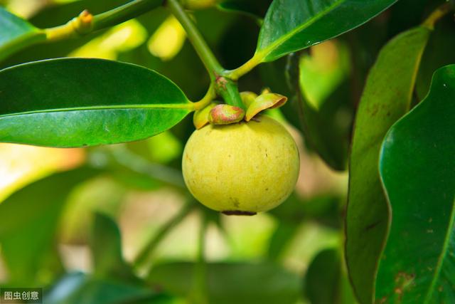 山竹种植要点，种植山竹需要什么条件？