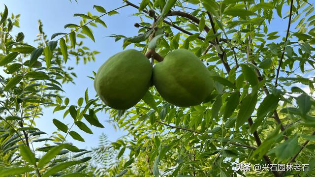 文冠果种子催芽小窍门