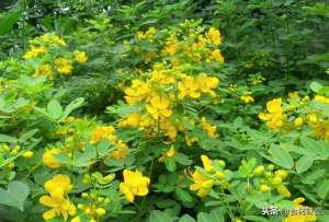 决明子种植季节-10元