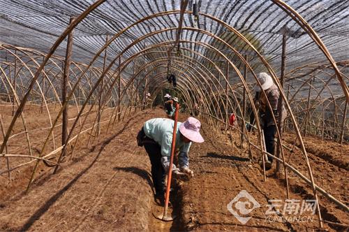 临沧云县：这个乡镇靠种植中药材走出一条致富路