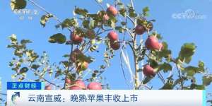 宣威适合种植什么-云南宣威晚熟苹果丰收 错峰上市助力农户增收