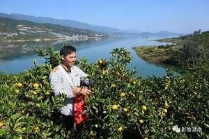 深圳最好的种植牙-在北纬25°的东江湖畔，移民种植的这种水果，闻名全国