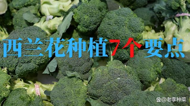 种好西兰花的7个关键点：时间，品种，施肥，浇水，实现高产