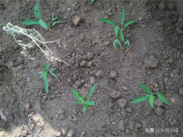 较粘泥土不好种菜？夏种空心菜，前期多松土施液肥，茂盛后防害虫