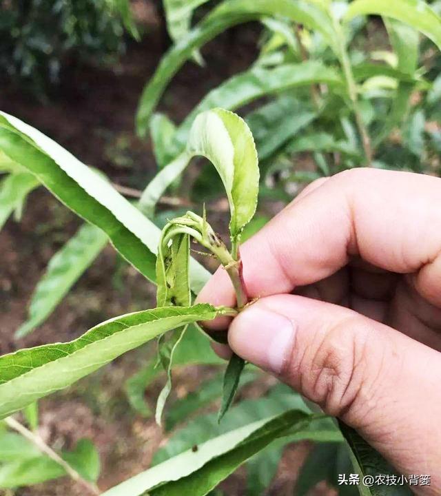 植物新芽嫩叶经常萎、焉、垂、凋、枯是怎么回事？怎样防治解决？