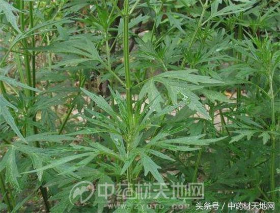 益母草年销量1万吨，涨价可能引起扩种不得不防！