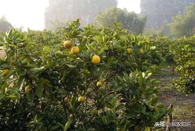 果树种植新技术要点，省时又省力（特别实用）