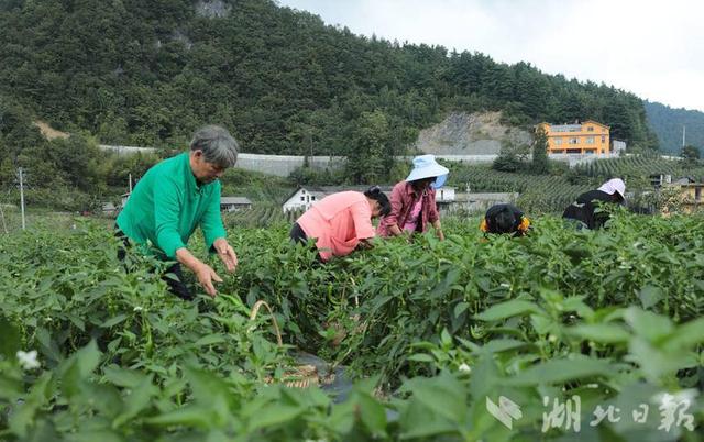 建始：高山辣椒喜获丰收