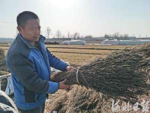 安国种植药材-新春走基层·记者回家乡丨安国市北段村乡中照村：传统中药材有了种植新模式