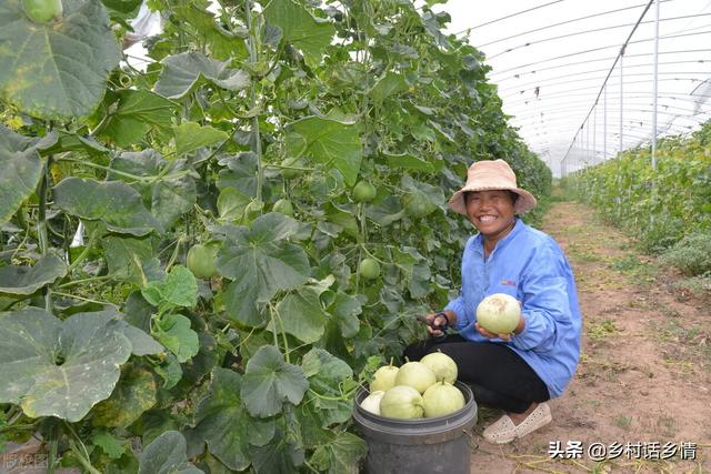 老爸一直用这个方法种植西瓜、甜瓜、地瓜等，高产好吃，卖价高