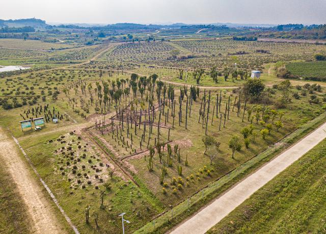 （新华全媒+）科技旅游农业融合发展 千亩仙人掌基地促农就业增收