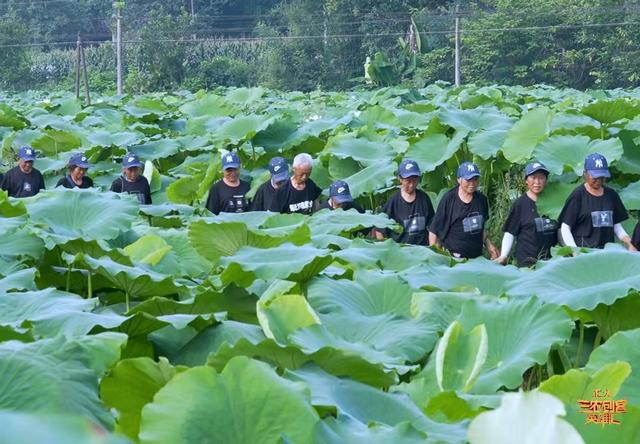 种藕8000余亩，产值5000多万，带动3000余人，来听听他的致富经