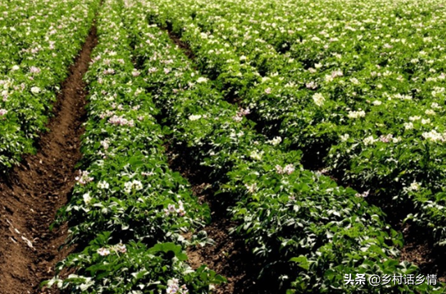 种植蔬菜，不妨试一试这几种，不但好吃，效益还挺高