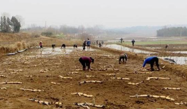 为什么效益低？莲藕栽培：抓住这7项关键细节，可大幅度提高产量