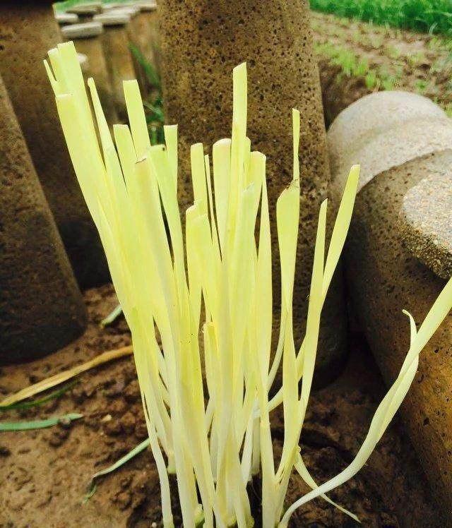 5步教你盆栽韭菜，根根粗壮“像小葱”，过年割了，包饺子