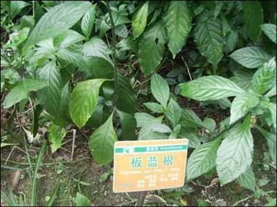 市场上比较紧俏的药材有哪些？种植药材，选对品种是关键