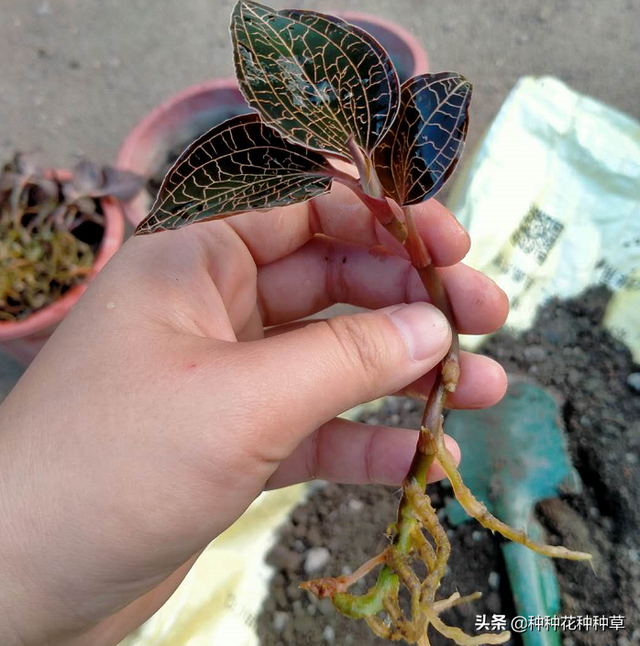 金线莲价格昂贵，种植简单，建议自己种一盆：金线莲移栽方法介绍