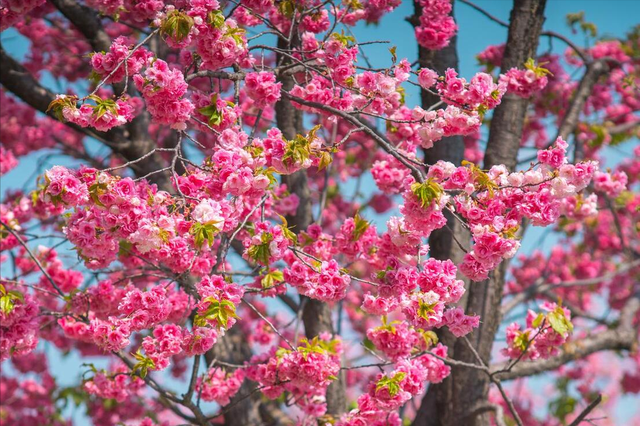 冻不死的花有哪些？春天大爆花，还能结出一堆果！