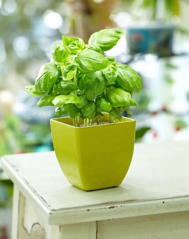 人人都能有的阳台花园，时时都可享的室内庭院。阳台种植指南～