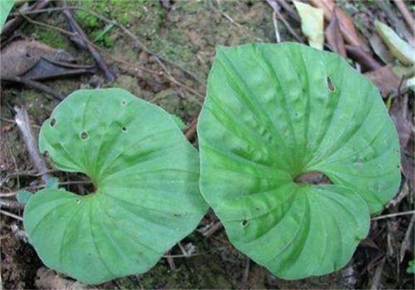 青天葵规范化种植技术，能大批量的种植，解决其危机