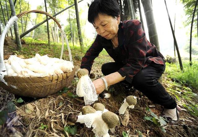 用竹木下脚料在竹林下栽培竹荪，增收好途径，这些关键技术要掌握